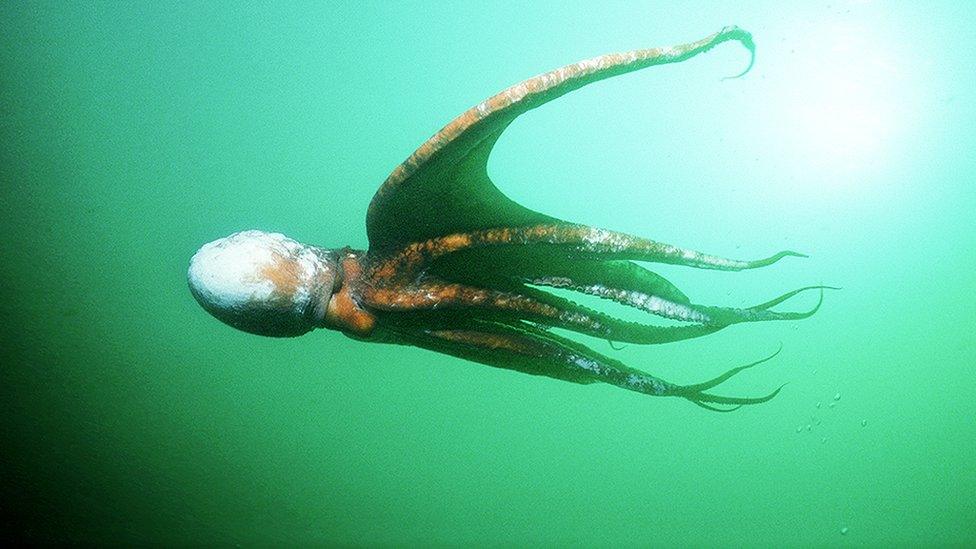 Giant Pacific octopus