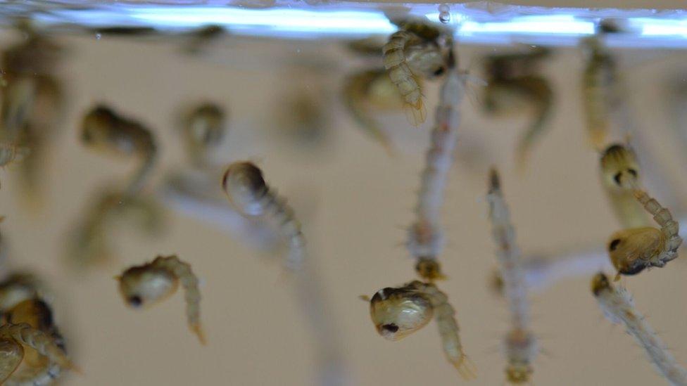 Mosquito larvae and pupae