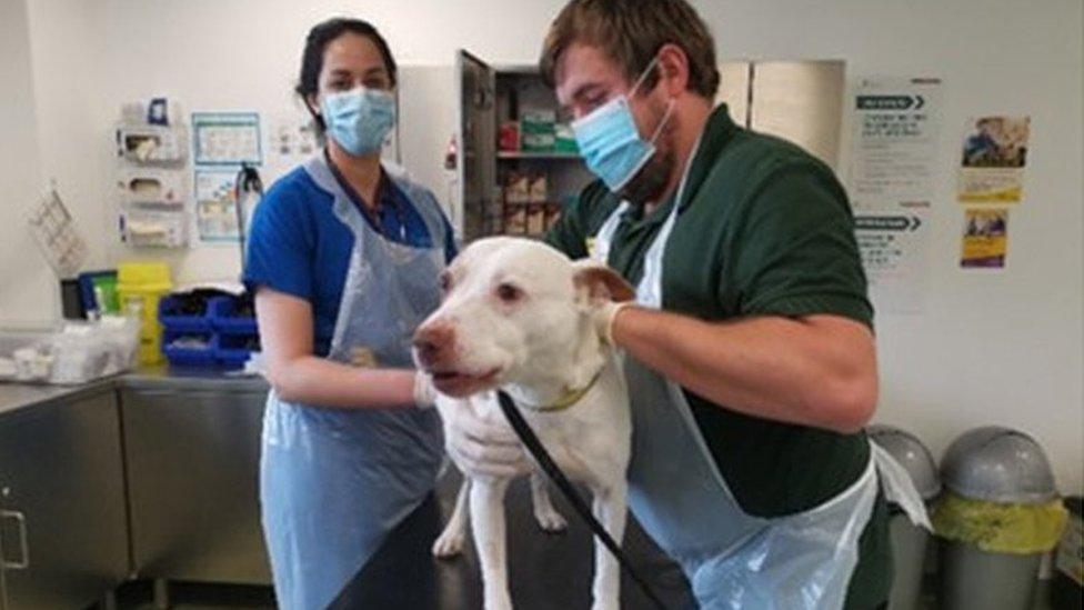 Dog being cared for