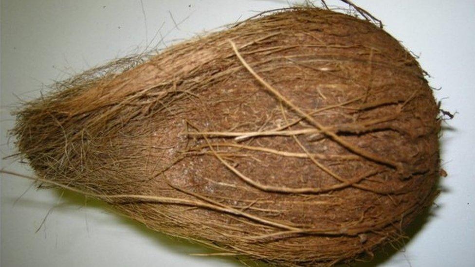 Coconut