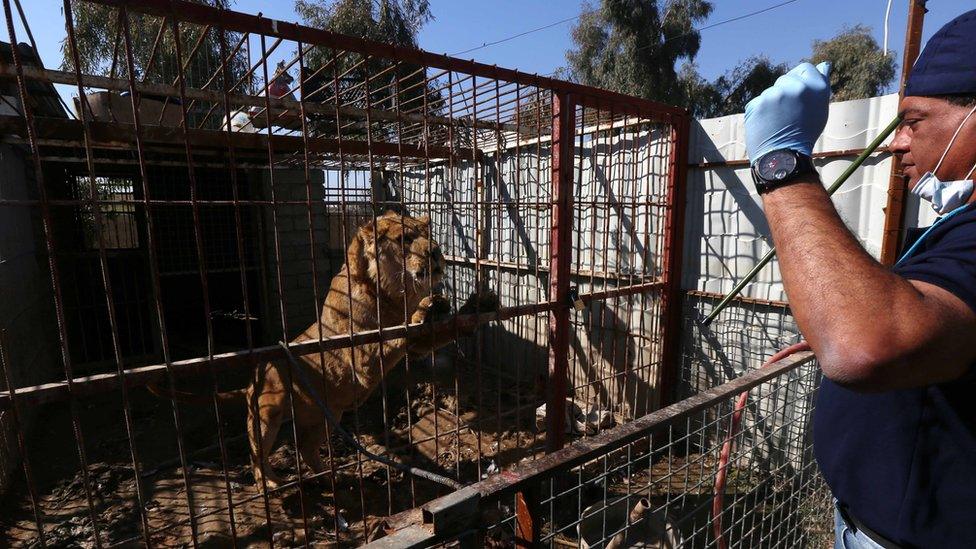 Veterinary and team leader at the international animal welfare charity 'Four Paws' Amir Khalil stands in front of the cage of abandoned lion Simba.