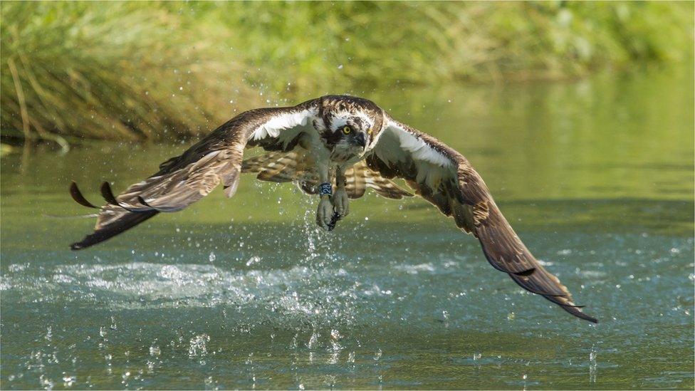 A picture of an osprey