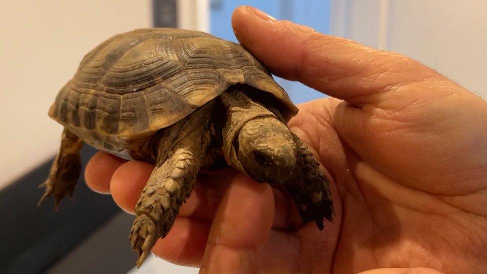 Stump the tortoise being held by Lawson Pipet