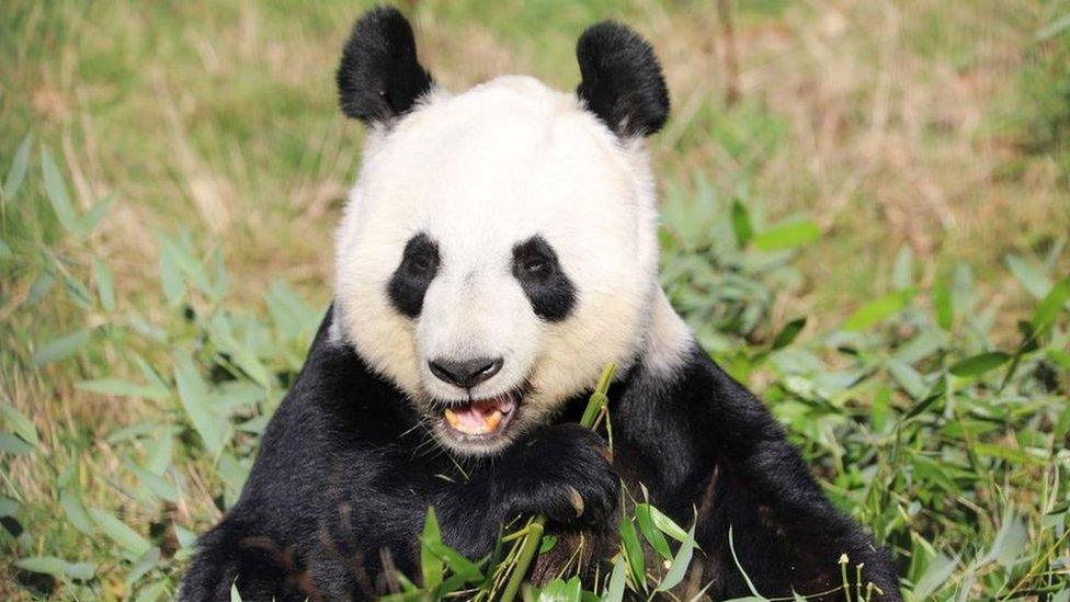 Tian Tian