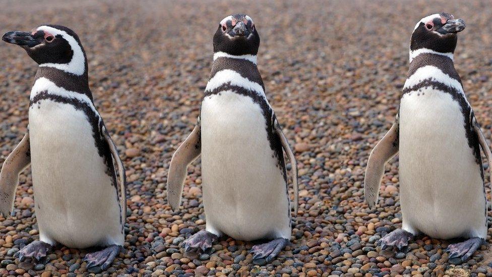 Three penguins