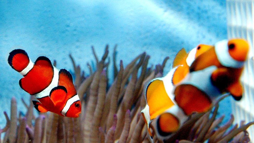 Clownfish