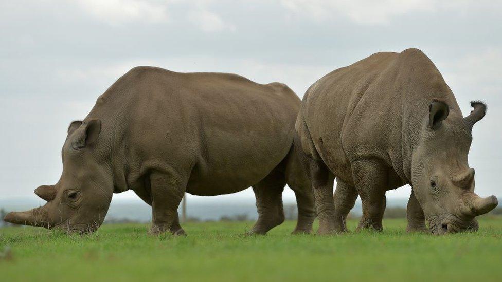 Najin (L) and Fatu, the only two remaining female northern white rhinos