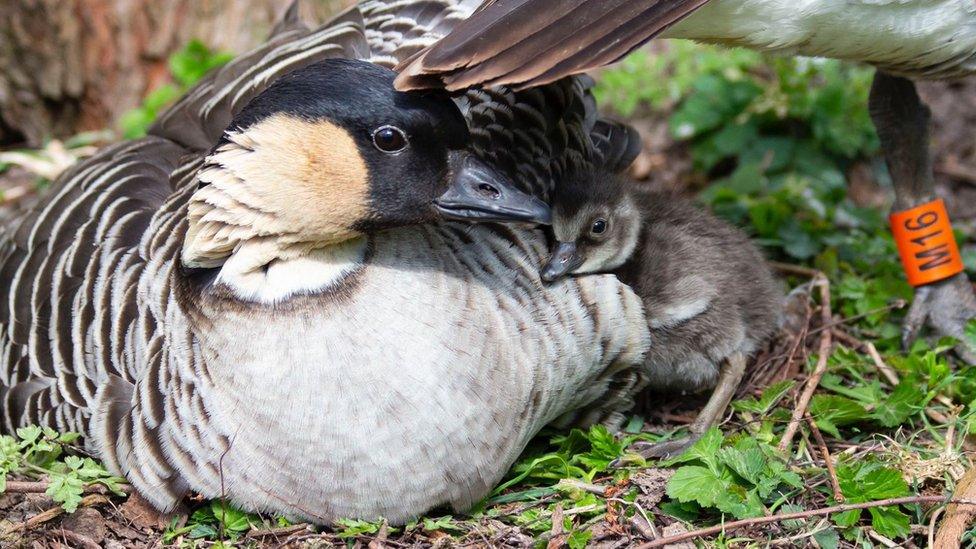 nēnē gosling and goose