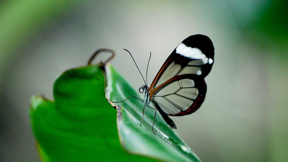 A rest among the flowers: This shot of a butterfly at the National Botanic Garden of Wales, Carmarthenshire, was taken by Victor Humphreys.