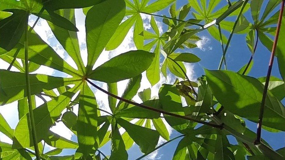 Plants in sunlight (c) University of Illinois