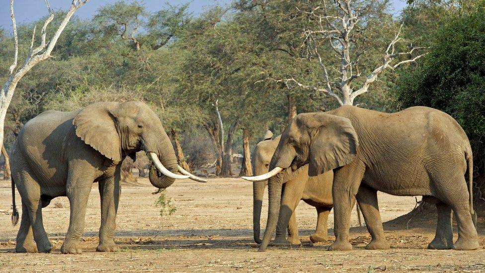 Elephants in Mana Pools (file photo)