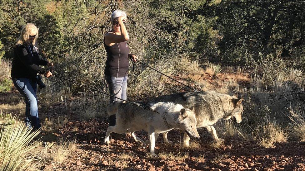 Two wolves being led on walk