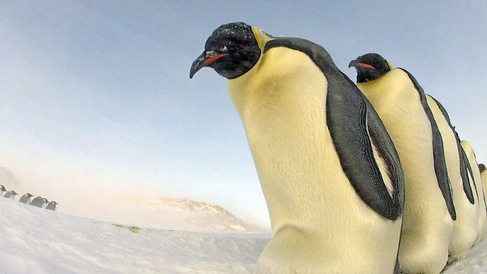 Emperor penguins