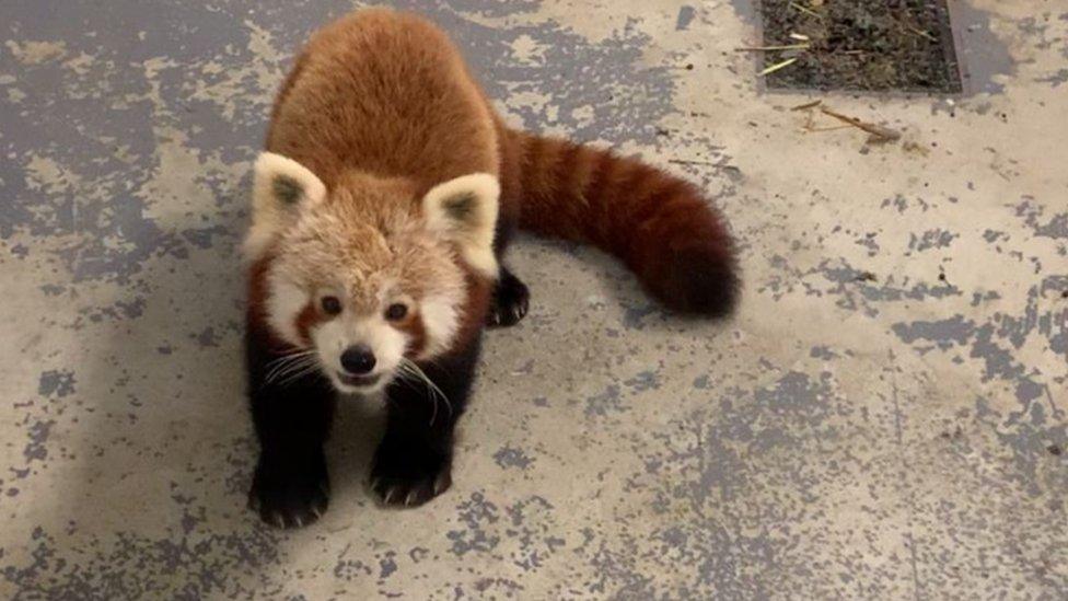 Kush the red panda