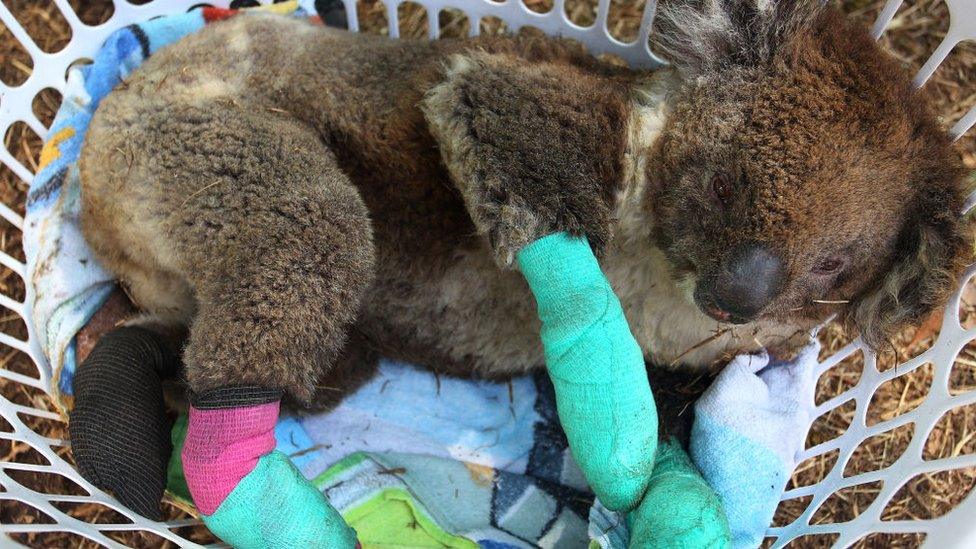 injured koala