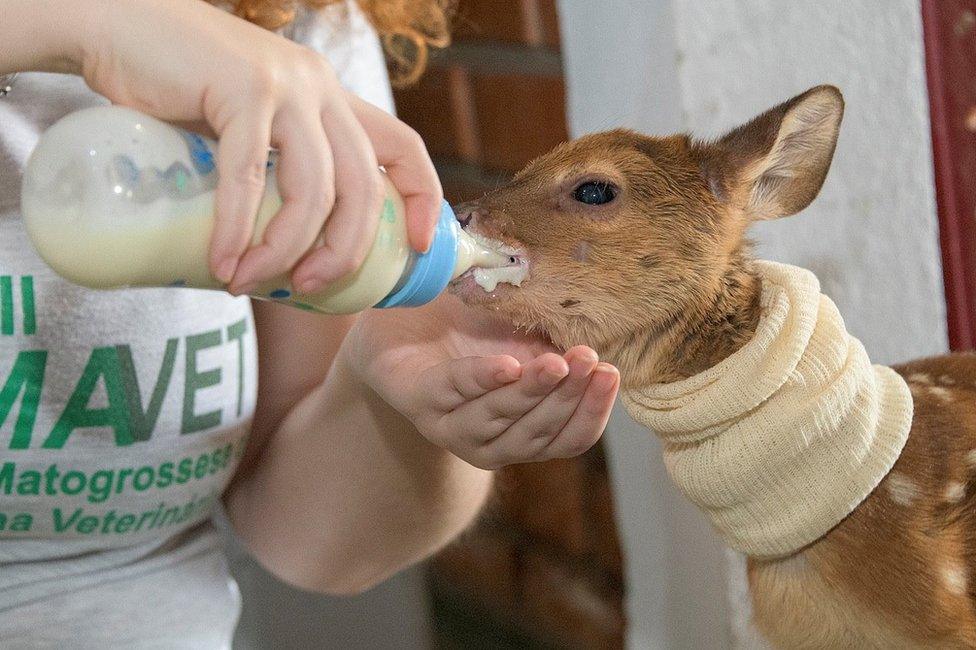 A deer is fed with a bottle