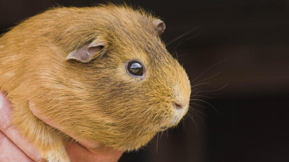 Guinea pig