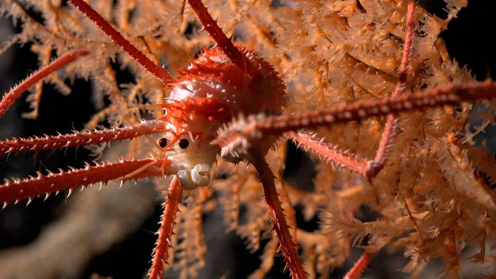 squat lobster with lots of spines and small eyes