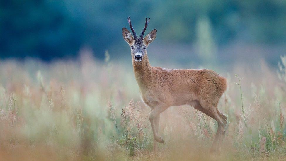 roe deer