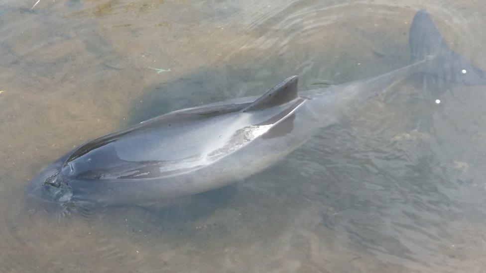 Stranded porpoise