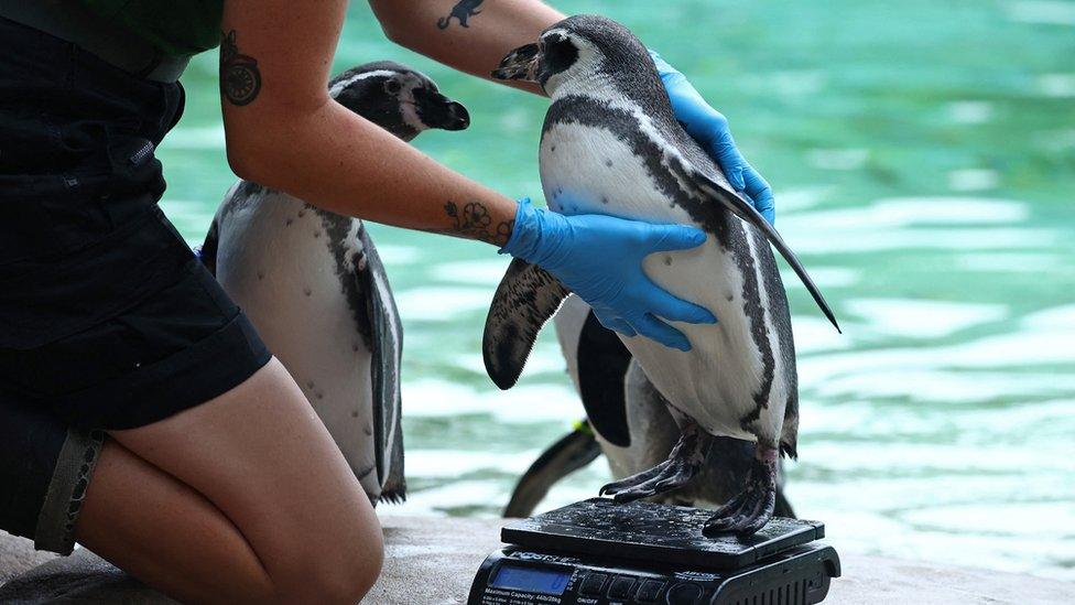 Penguin on scales