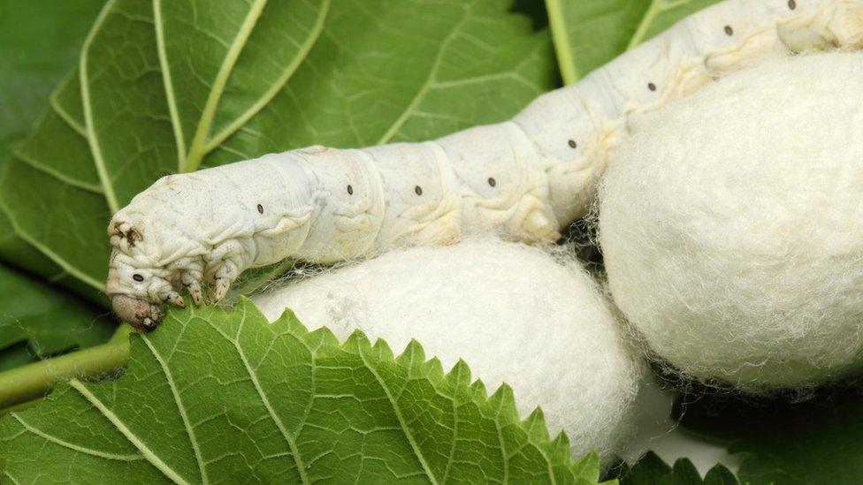 Silk worm