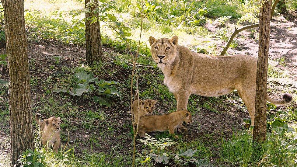 cubs and large female lion