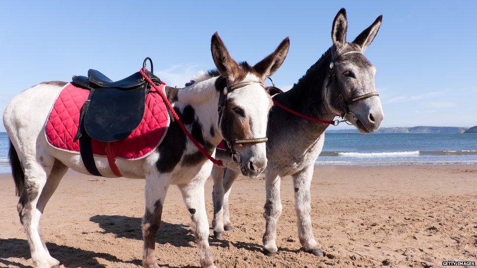 Donkeys on Scarborough Beach