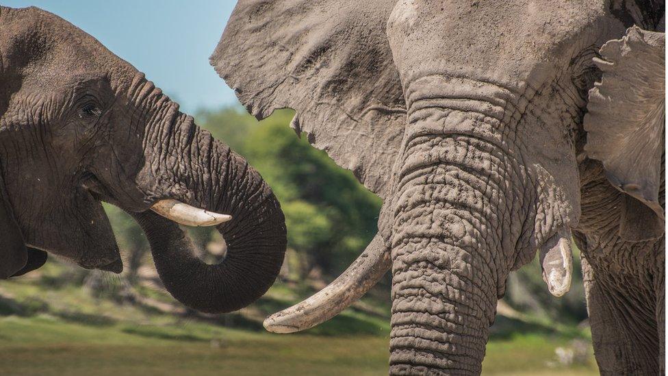 A young adolescent next to an older bull in the Makgadikgadi Pans National Park