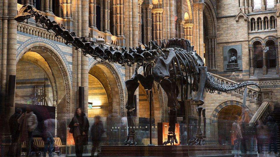 Dippy at the Natural History museum