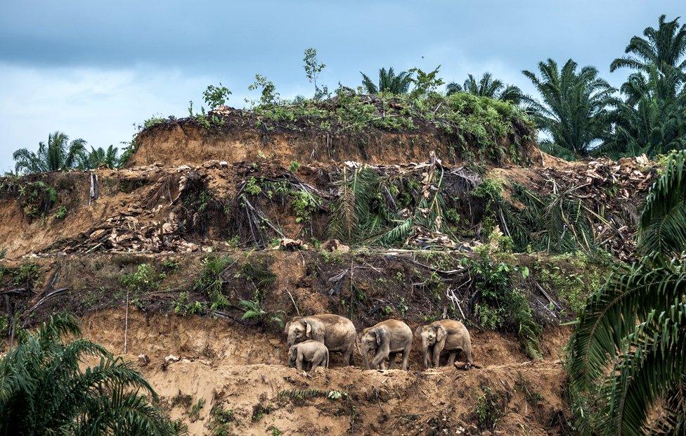 Palm-oil survivors