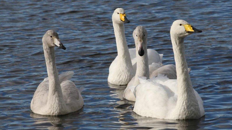 whooper family