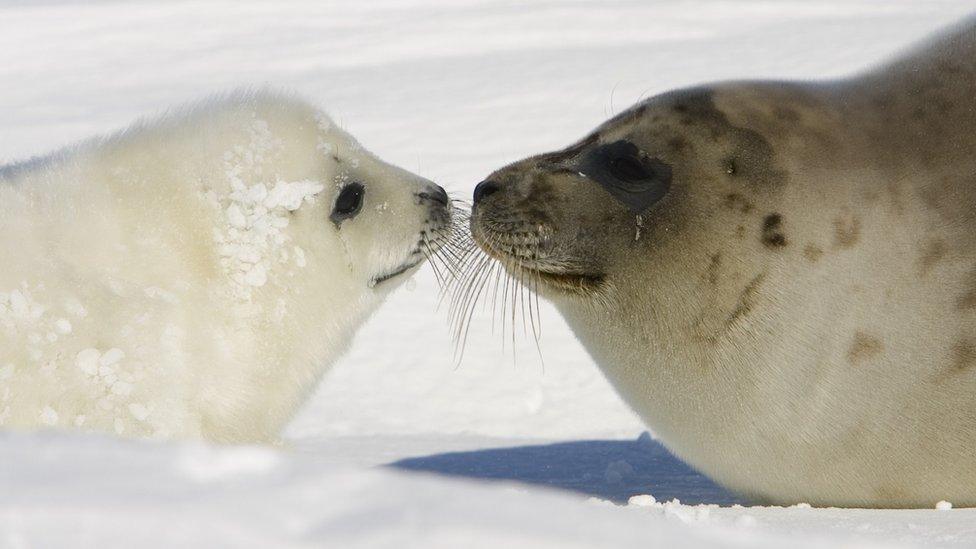 A seal and her pup on ice floes near Quebec in Canada.