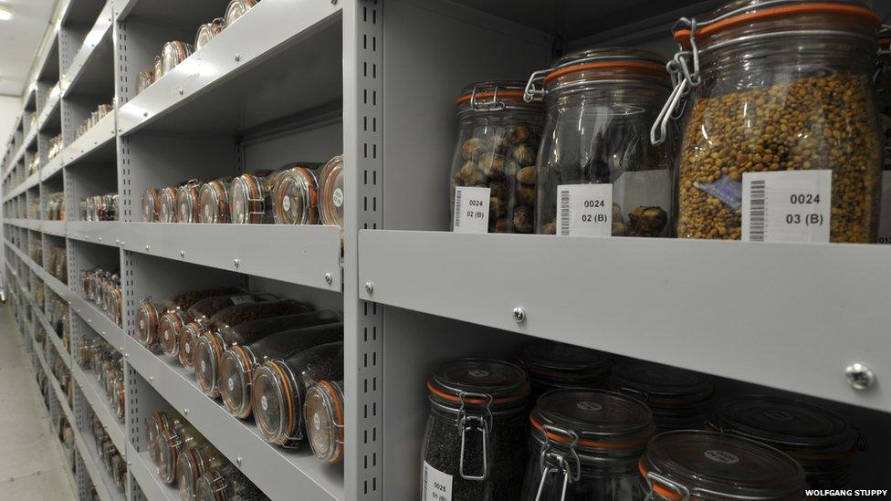 Seed vault at Millennium Seed Bank