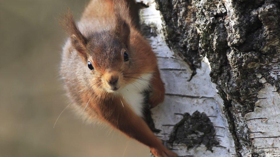 Red squirrel