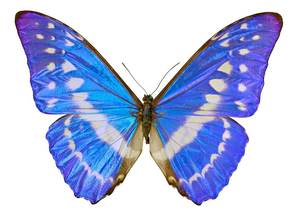 Blue morpho butterflies