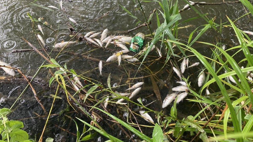 Dozens of dead fish floating on the surface of a lake