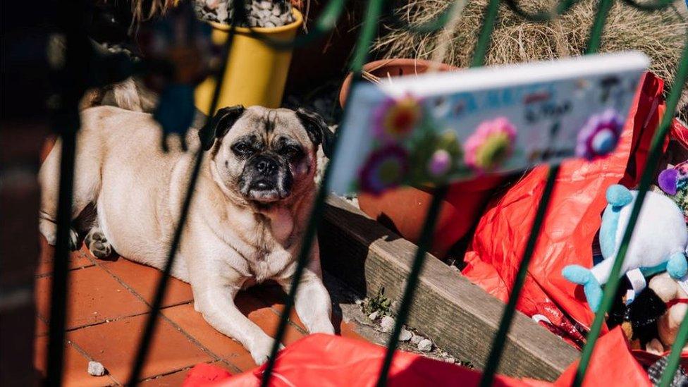 A dog in the sun