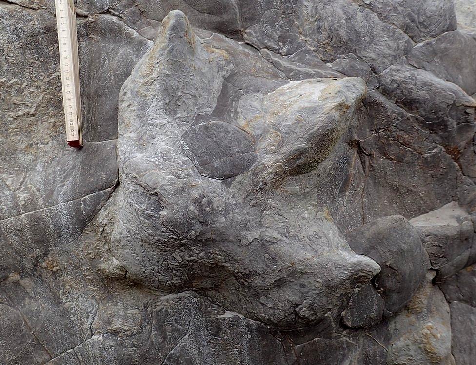 Dinosaur footprints near Hastings