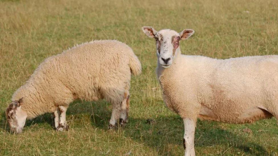 Sheep in field