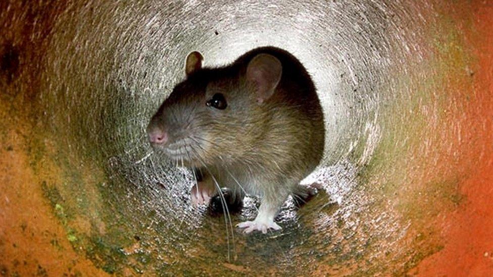 Rat in sewer