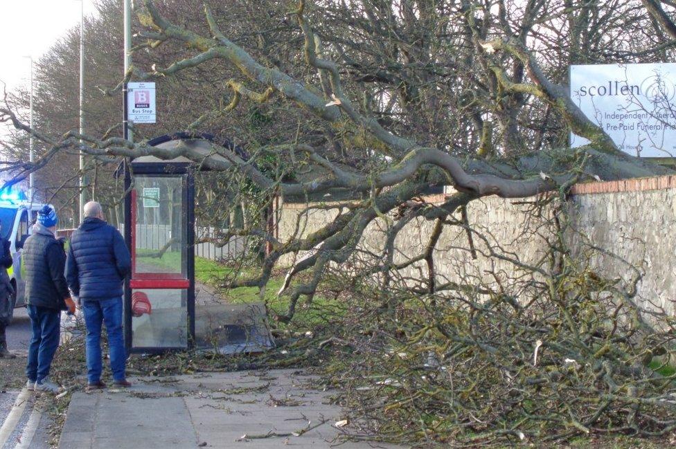 A tree fallen over a wall