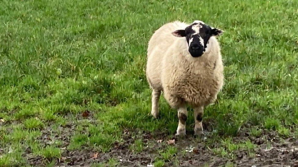 Sheep on farmland used by Derby College's Broomfield Hall campus