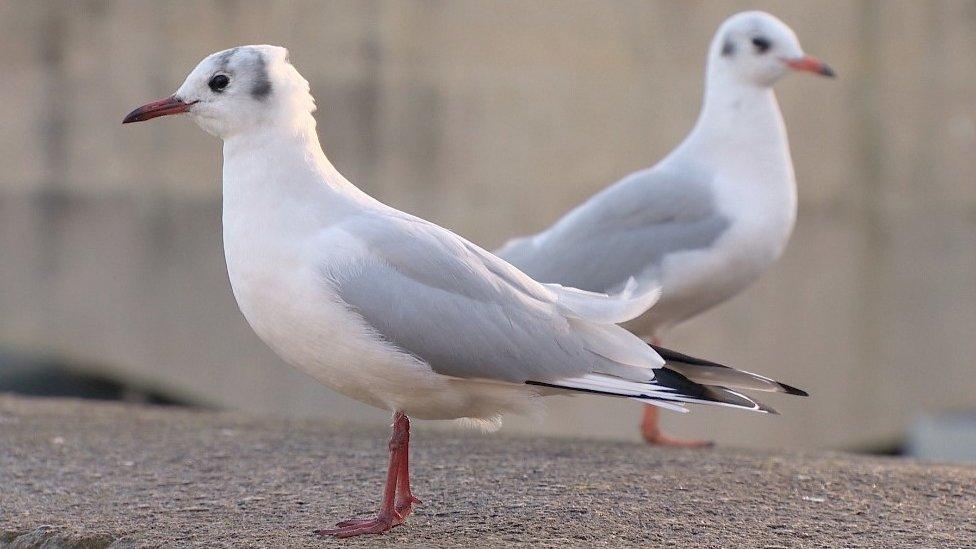 Black-headed gull