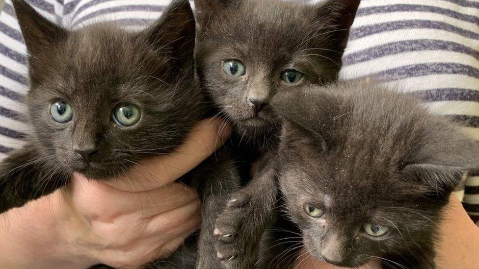 Three black kittens