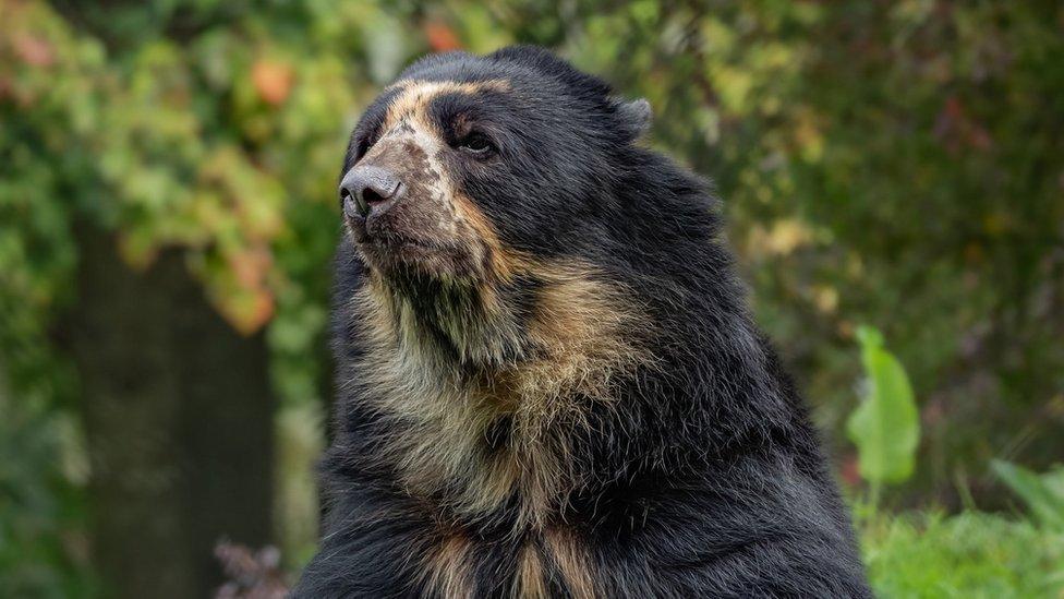 Oberon the Andean Bear