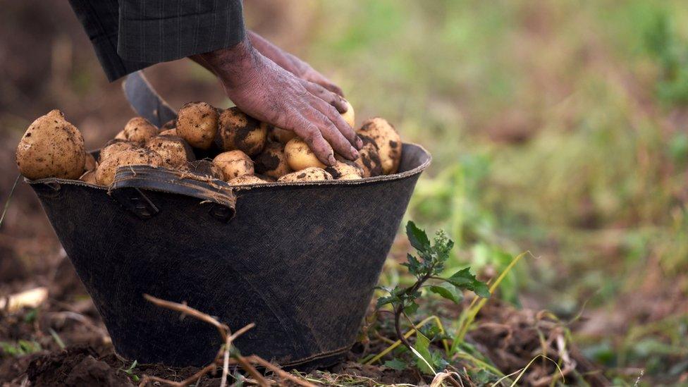 Potatoes in a basket