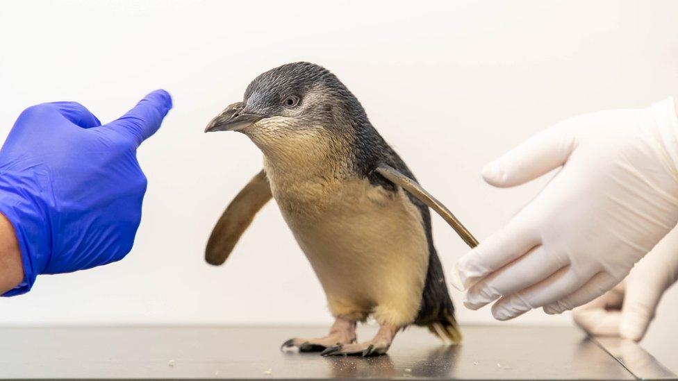 Chaka the penguin on a table at the vet