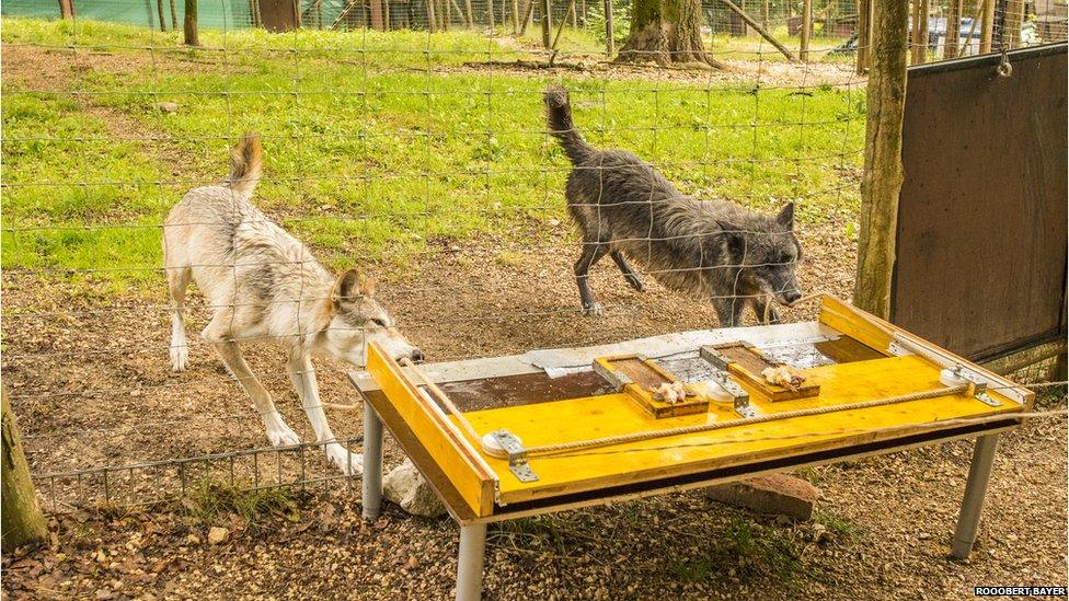 Wolf at the Wolf Science Research Center