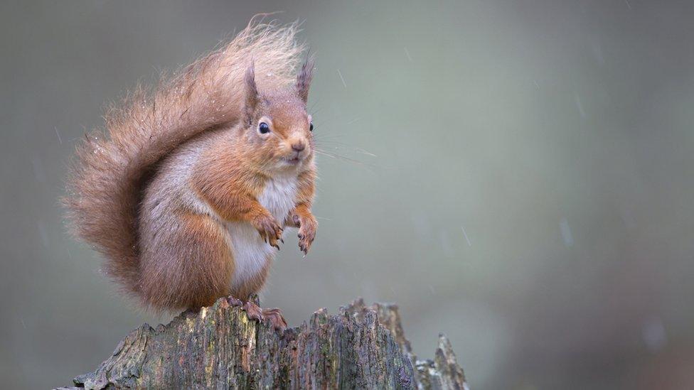 Red squirrel